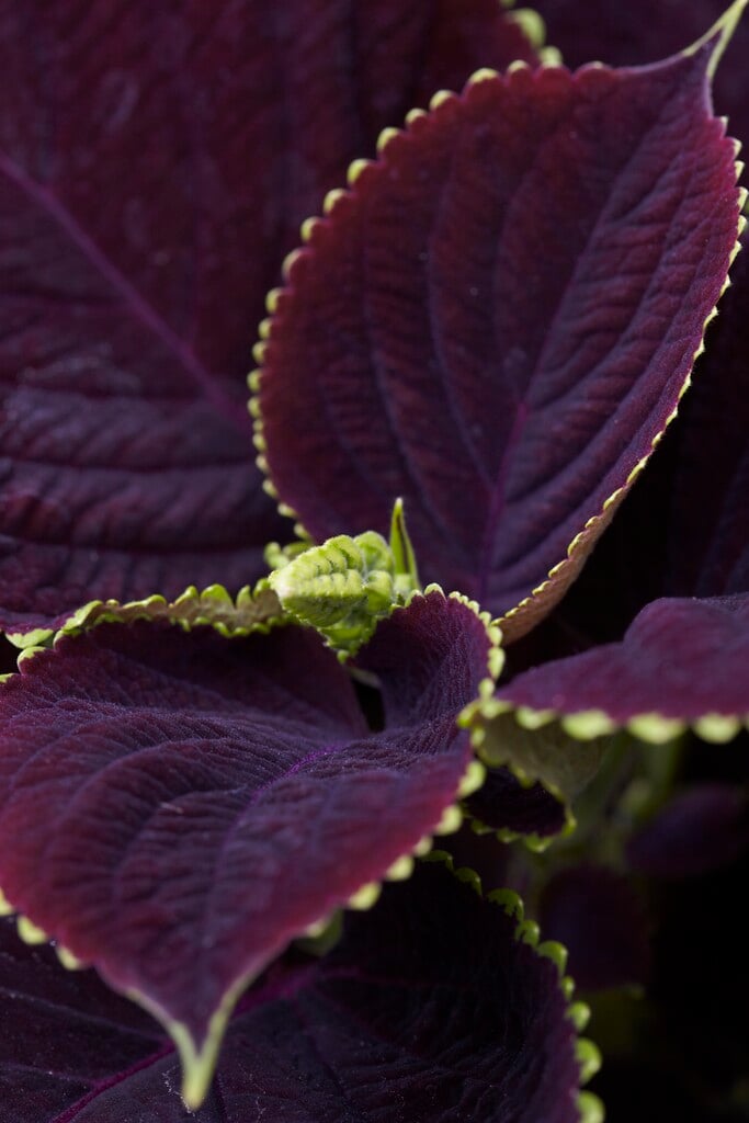 <em>Coleus</em> <em>scutellarioides</em> 'Chocolate Mint' (v)