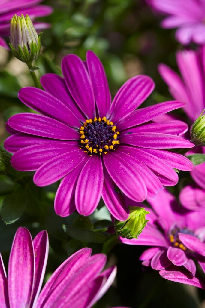 African daisy [Serenity Dark Purple]