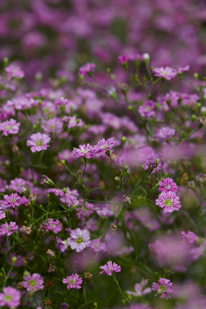 <em>Psammophiliella</em> <em>muralis</em> 'Gypsy Deep Rose'