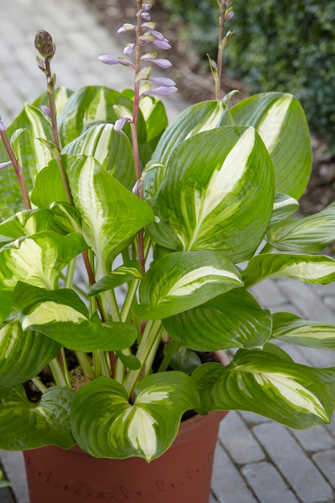 plantain lily 'Center of Attention'