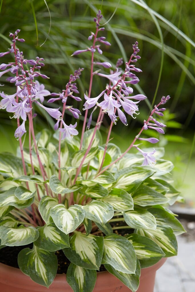 plantain lily 'Fantasy Island'