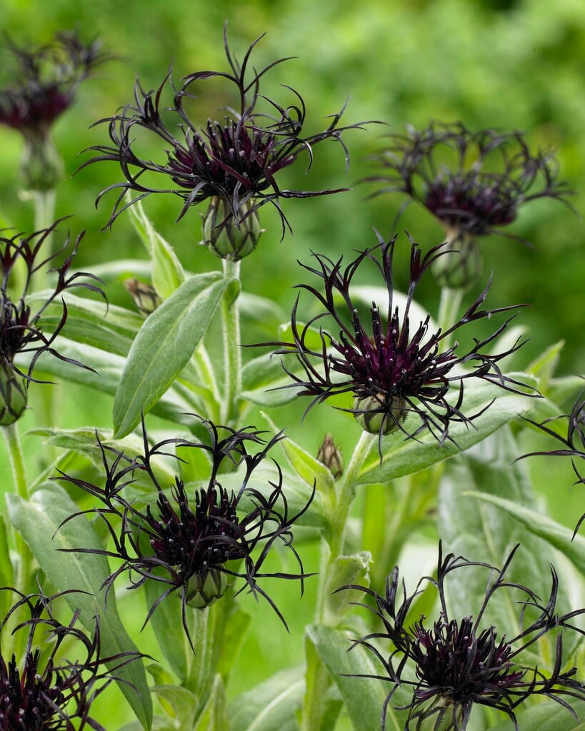 perennial cornflower 'Black Sprite'