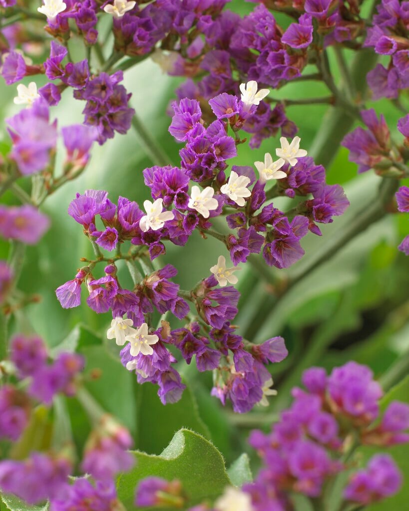 <i>Limonium</i> [<span style="font-variant: small-caps;">Salt Lake</span>] ('Zalimsal')