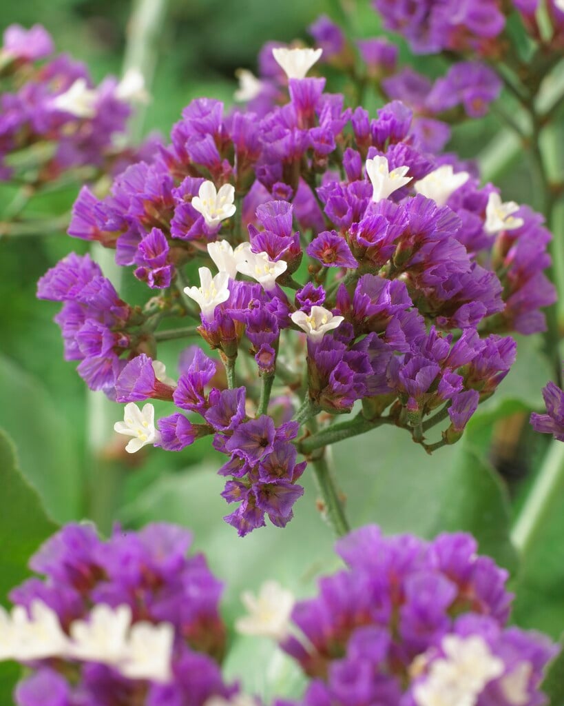 <i>Limonium</i> [<span style="font-variant: small-caps;">Salt Lake</span>] ('Zalimsal')