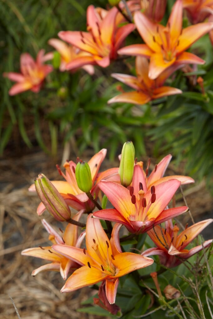 lily 'Forever Marjolein'