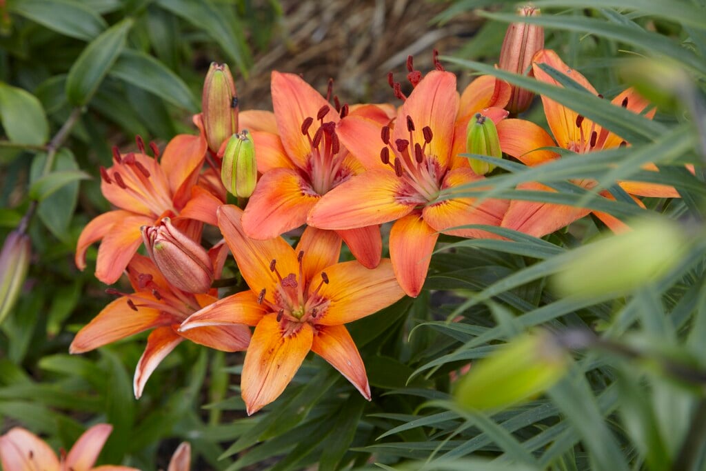 lily 'Abbeville's Pride'