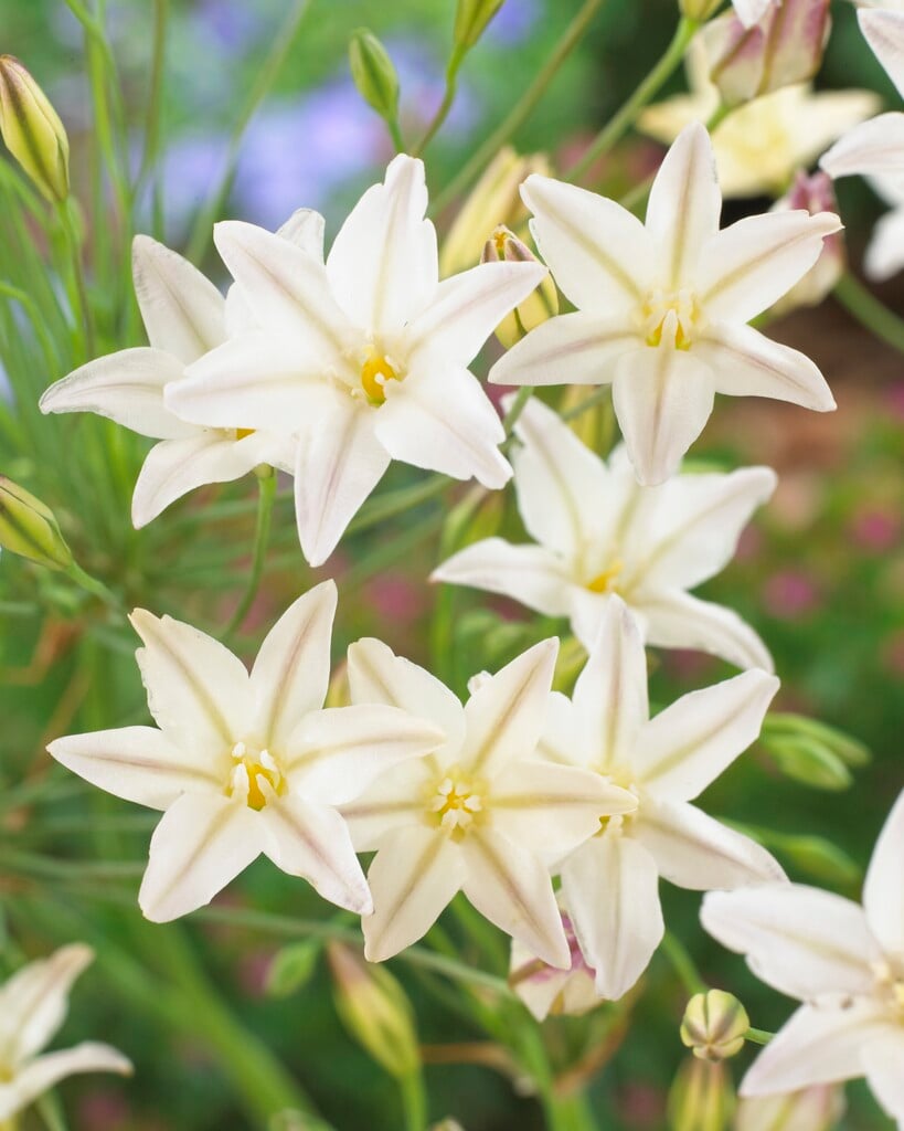 triplet lily 'Silver Queen'