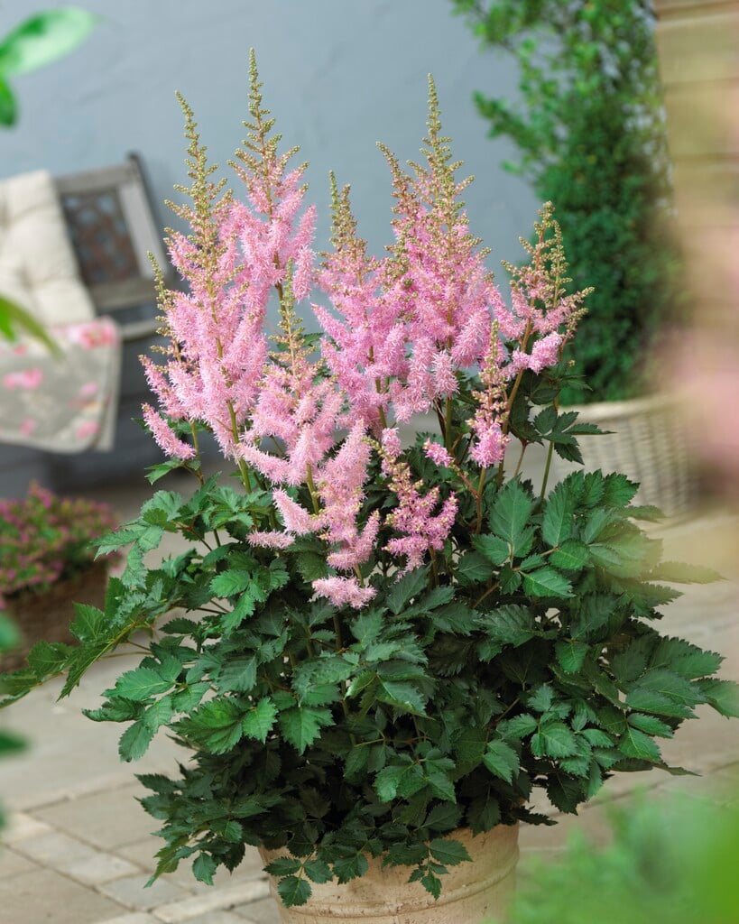 astilbe 'Icecream'