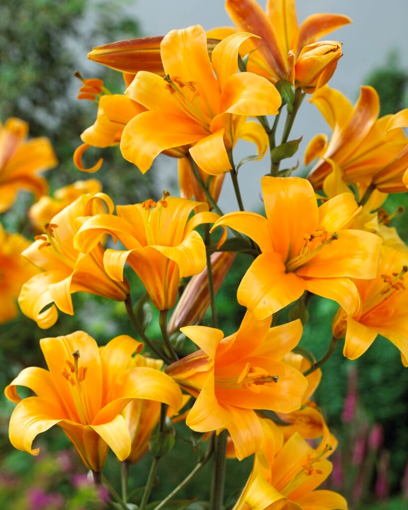 lily 'Orange Planet'