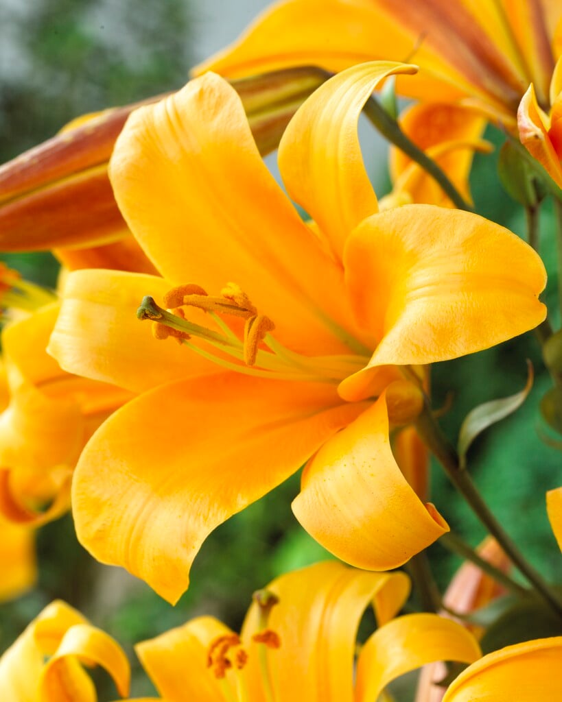 lily 'Orange Planet'