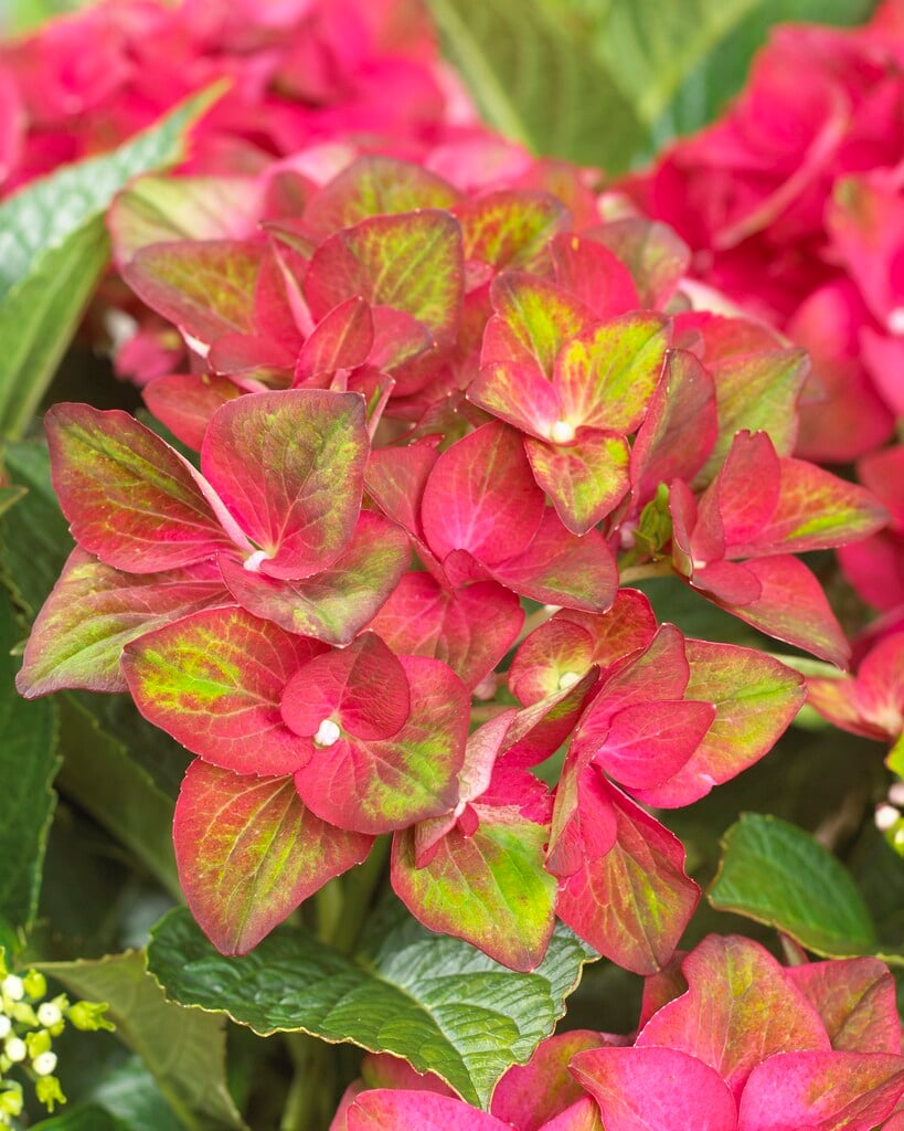 hydrangea 'AB Green Shadow'