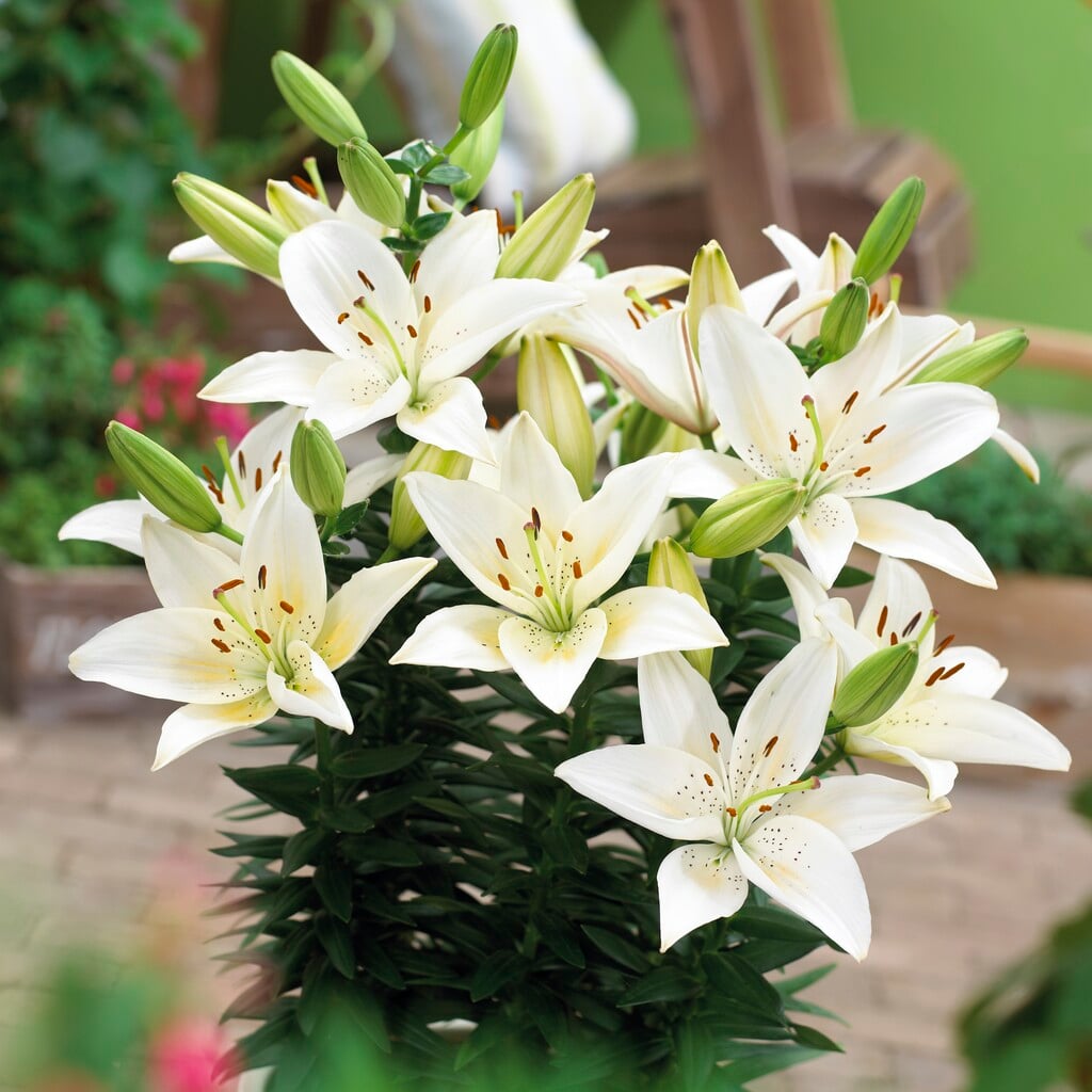 lily 'Inuvik'
