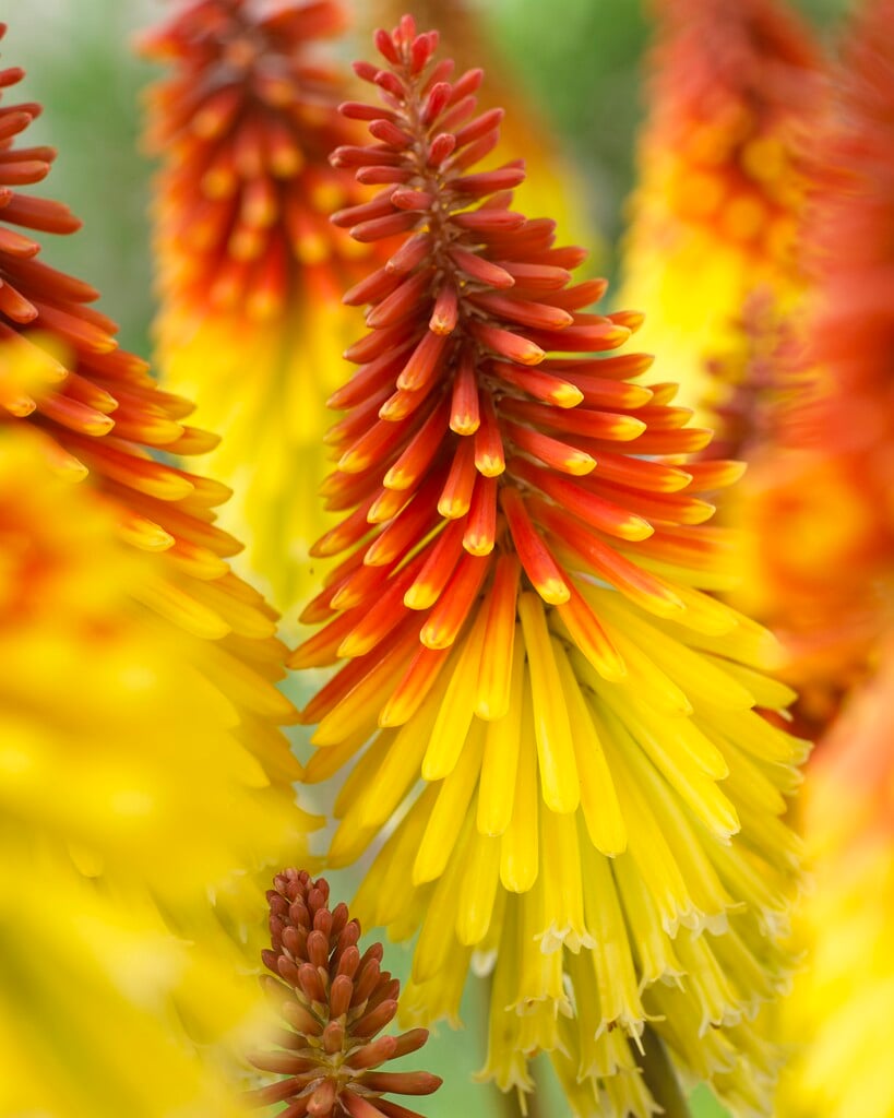 <em>Kniphofia</em> 'Flaming Torch'