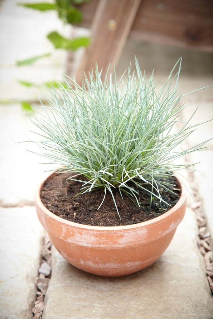 <i>Festuca</i> <i>punctoria</i>