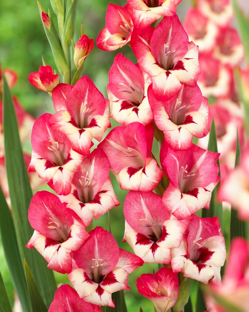 sword lily 'Clemence'