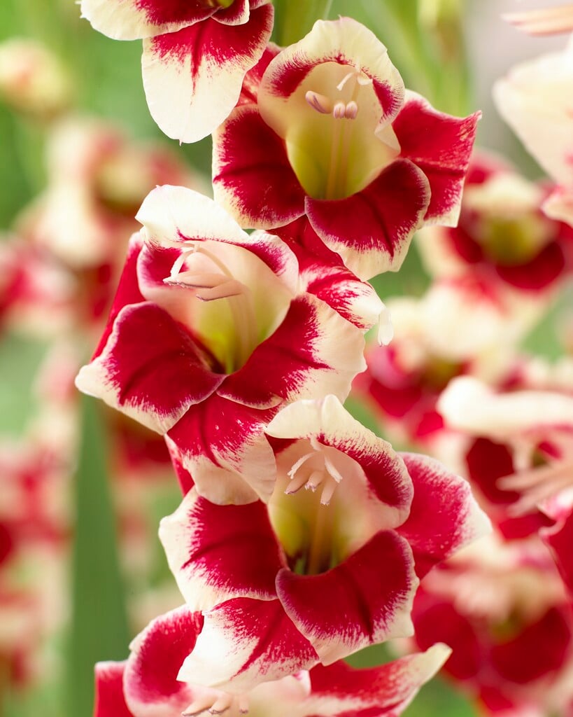 sword lily 'Belinda'
