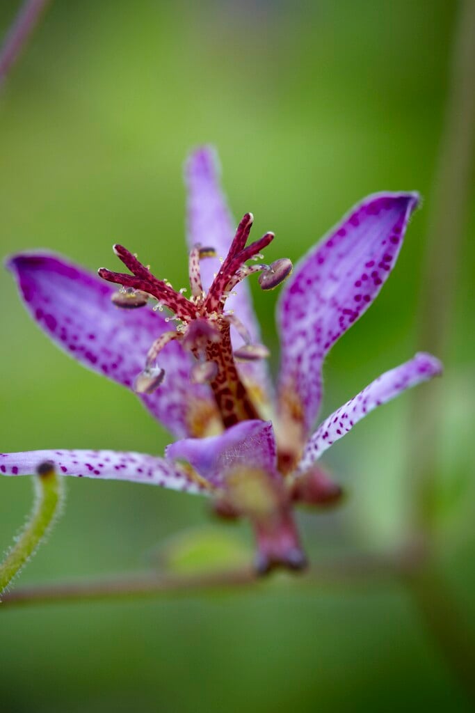 toad lily 'Gilt Edge'