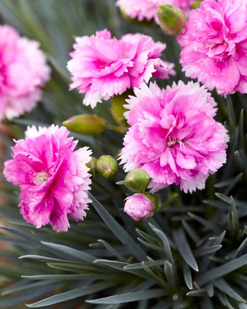 Dianthus Iced Gem (&Wp06 Fatima&PBR) (Scent First Series) (p ...