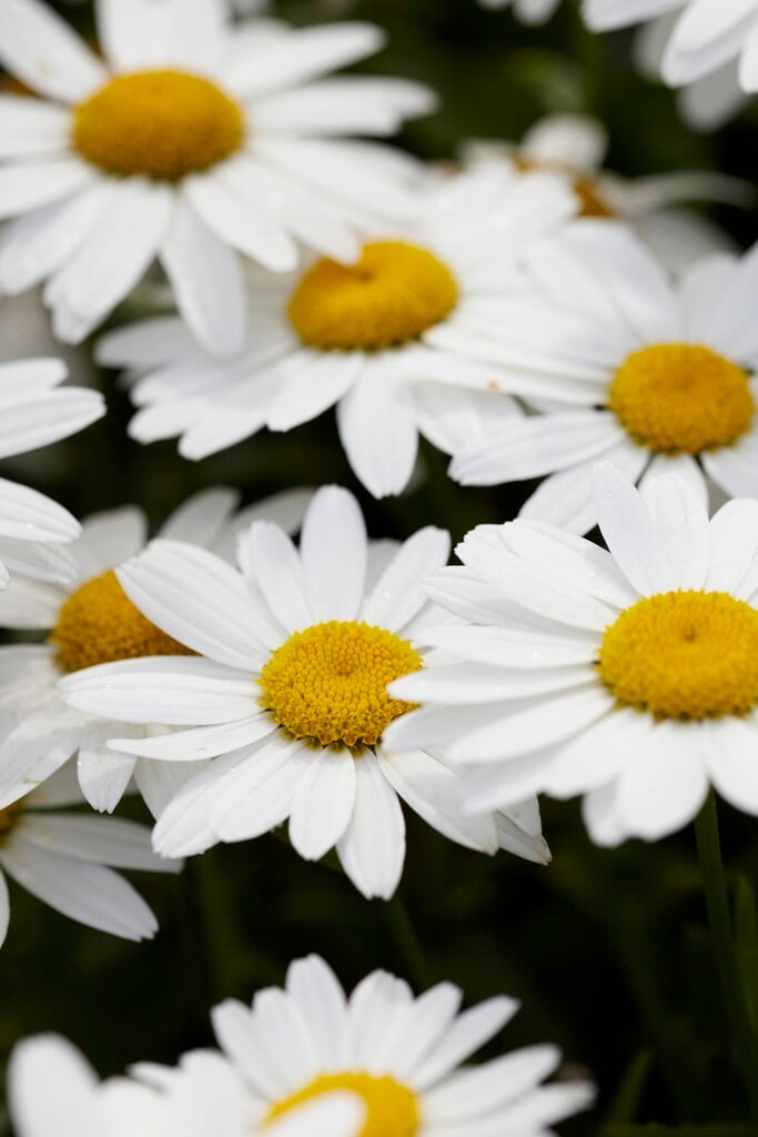 Shasta daisy 'Snowcap'