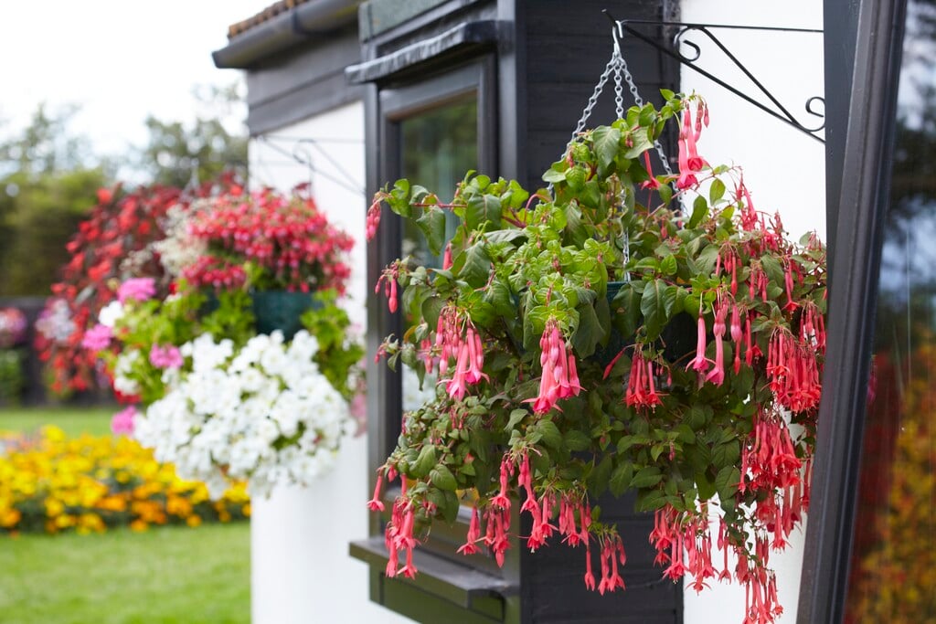 three-leaved fuchsia
