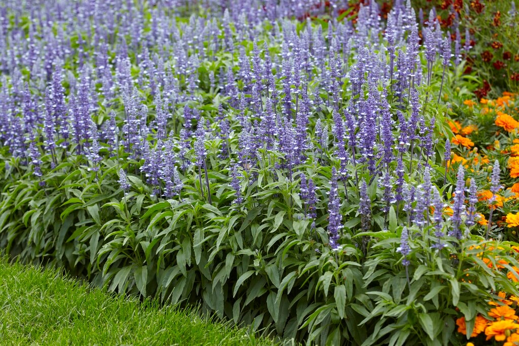 mealy sage 'Fairy Queen'