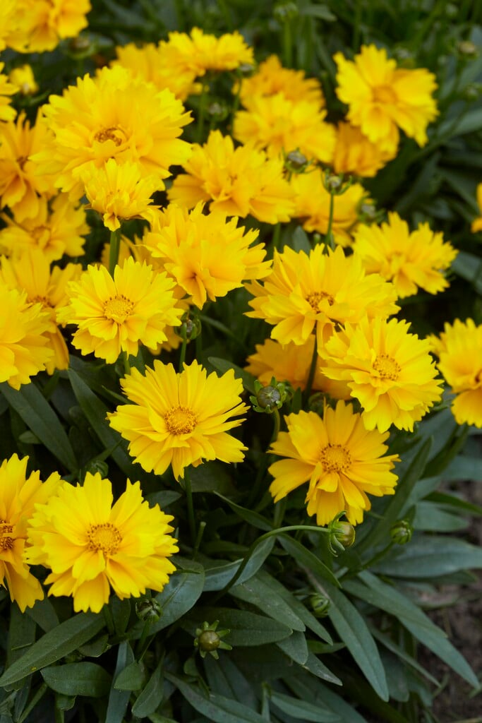 large-flowered tickseed 'Presto'