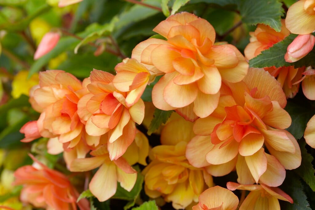<i>Begonia</i> 'Apricot Shades'