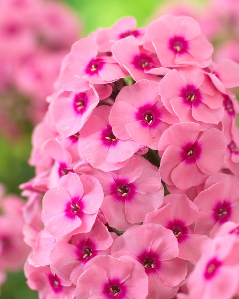 Phlox &Jeff&s Pink& | phlox &Jeff&s Pink& Herbaceous Perennial/RHS