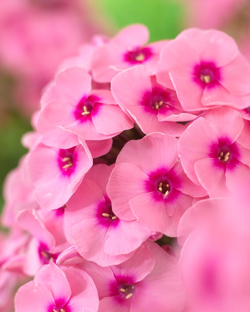 phlox 'Jeff's Pink'