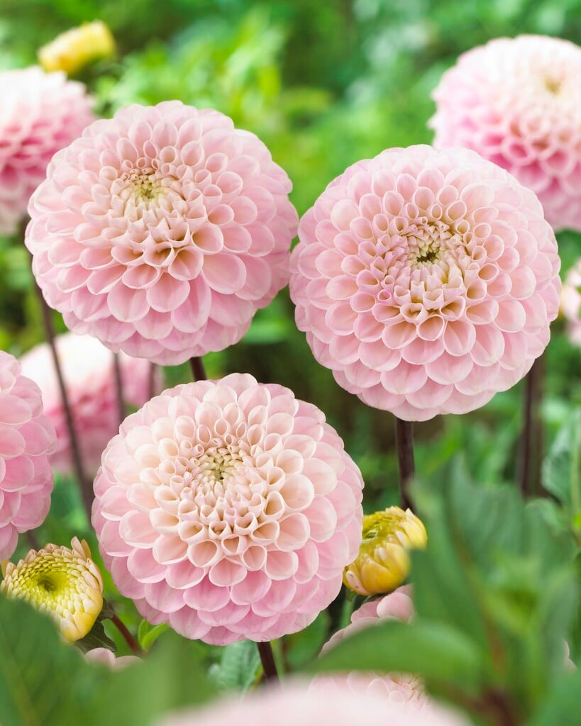 dahlia 'Wizard of Oz'