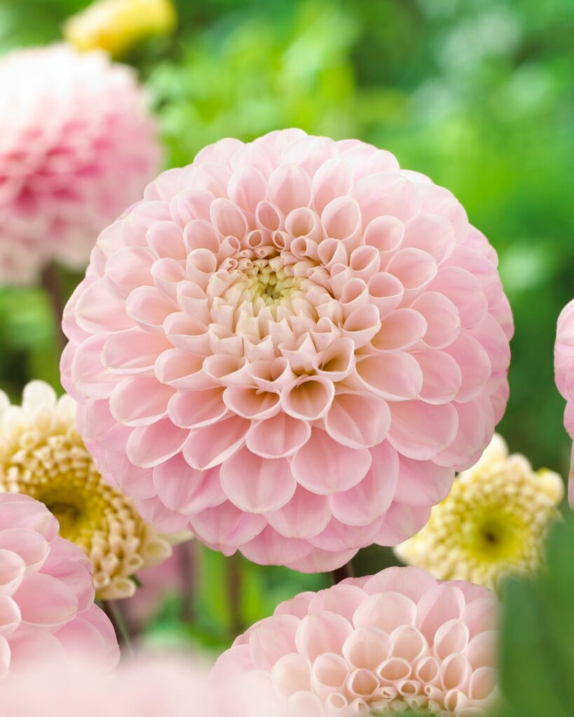 dahlia 'Wizard of Oz'