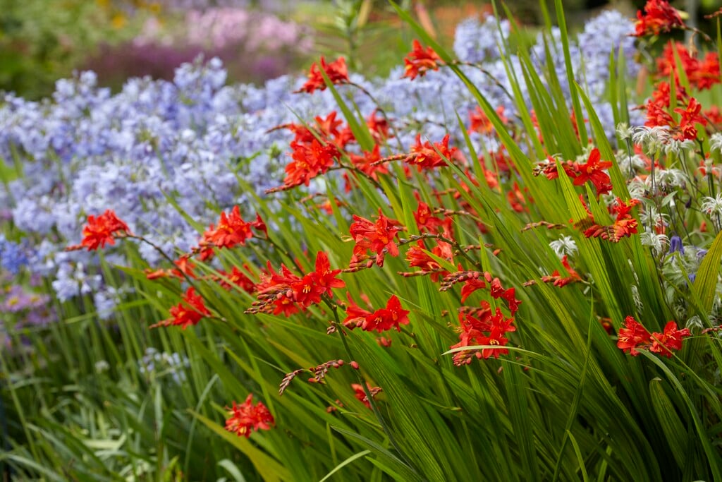 montbretia 'Walberton Red'