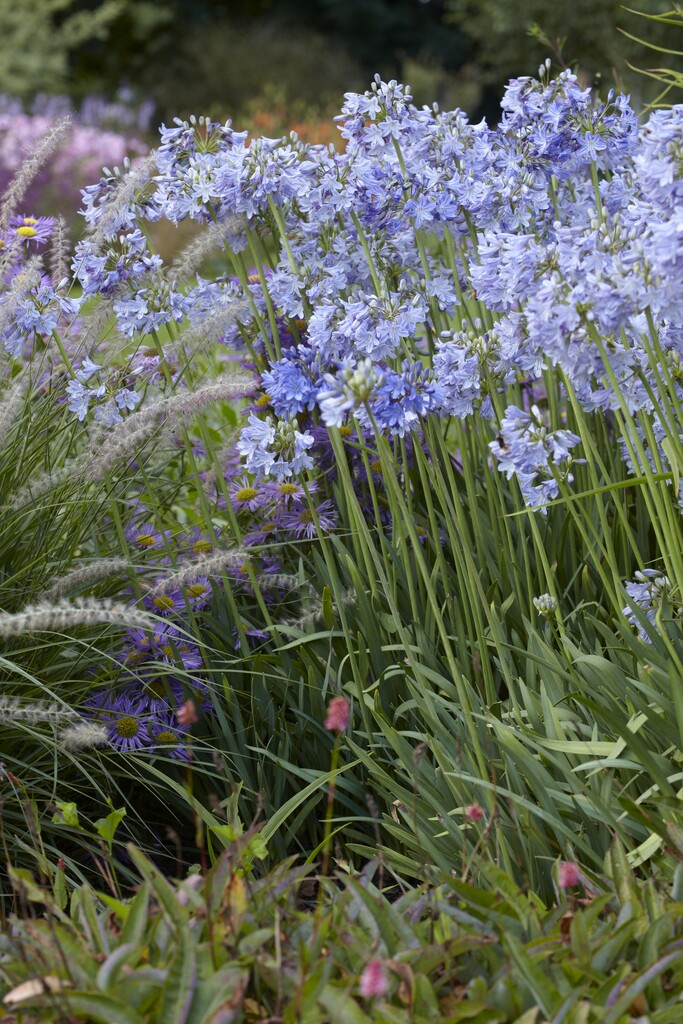 African lily Headbourne hybrids