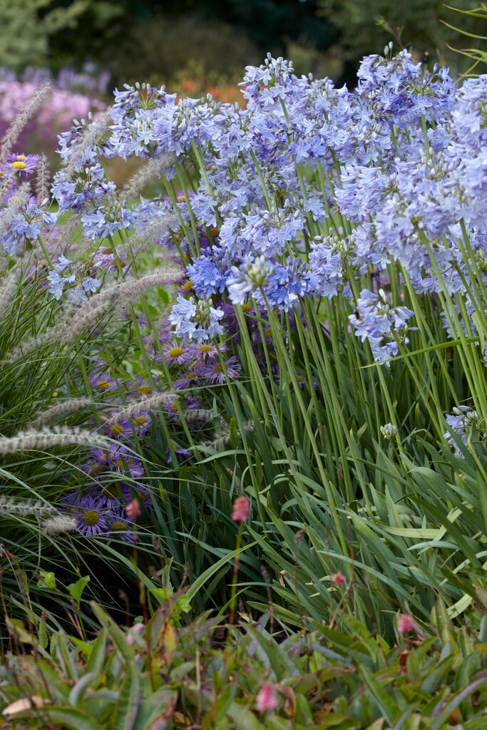 African lily Headbourne hybrids