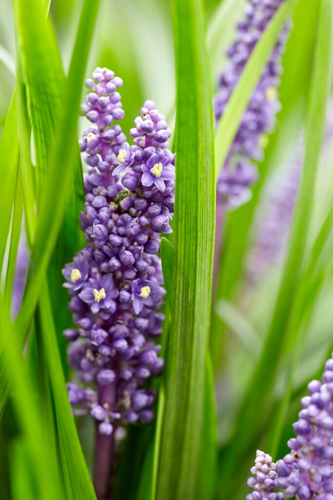 lilyturf 'Big Blue'