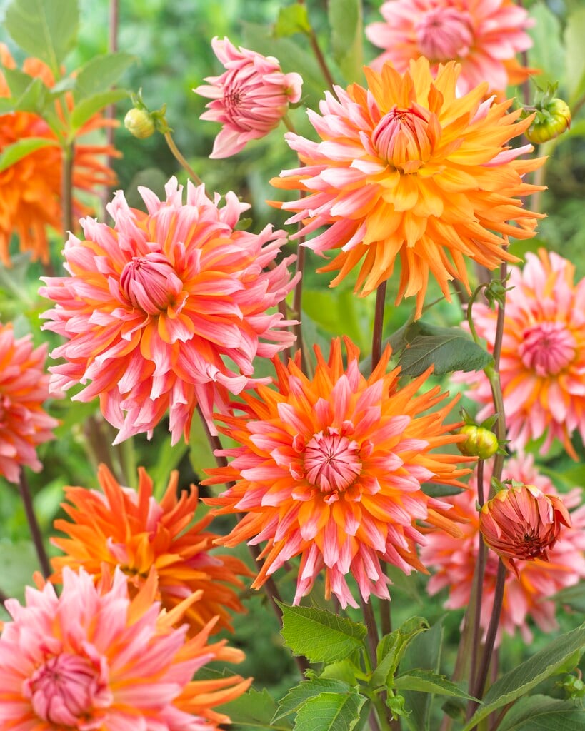 <i>Dahlia</i> 'Orange Turmoil' (D)