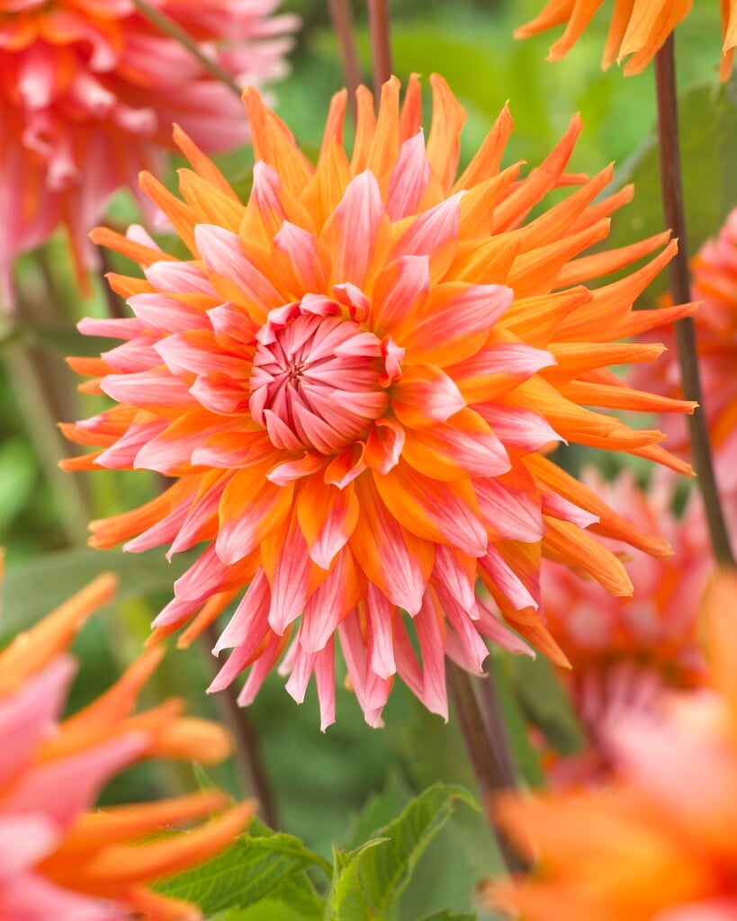 <i>Dahlia</i> 'Orange Turmoil' (D)