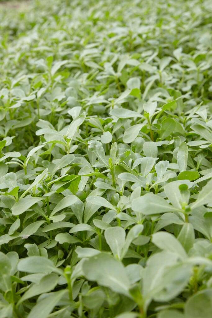 purslane