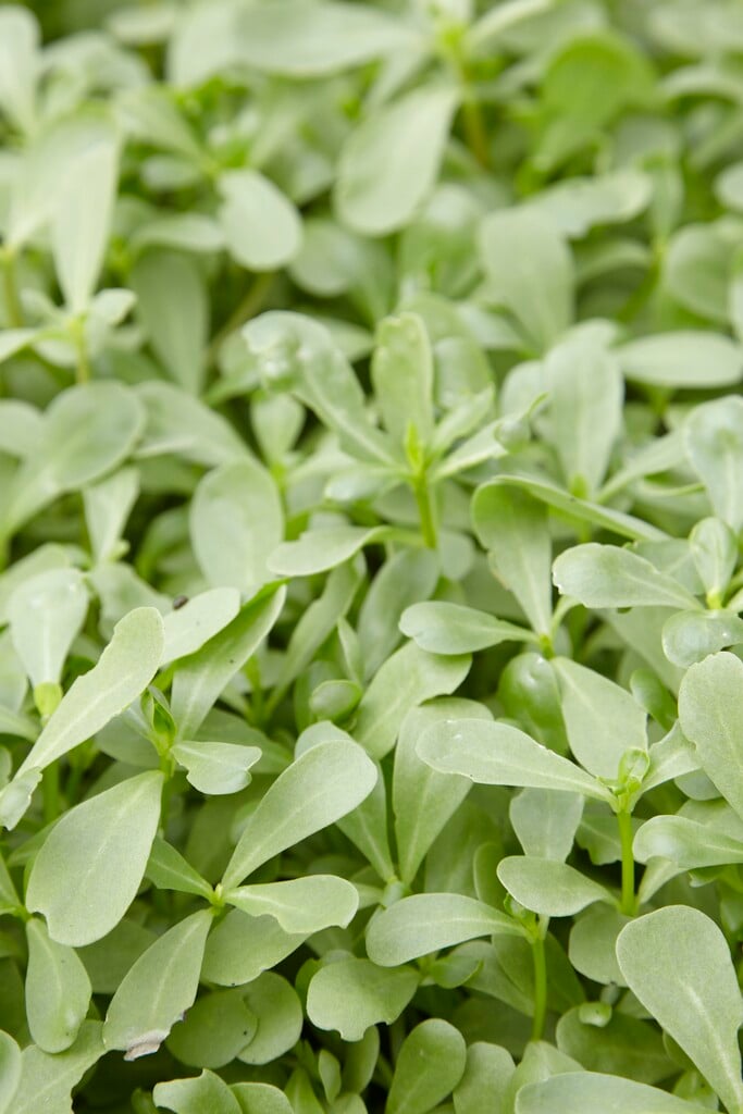 purslane