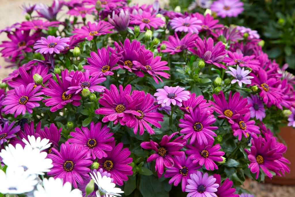 African daisy [Serenity Dark Purple]