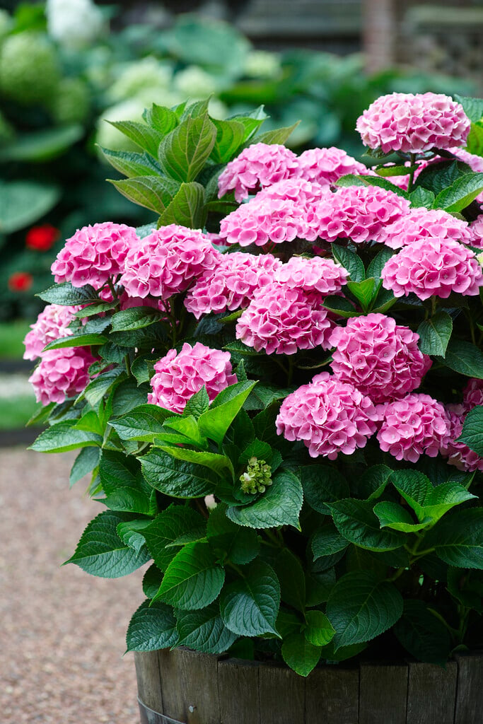 hydrangea 'Early Sensation'