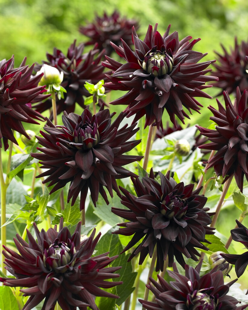 dahlia 'Tamburo'