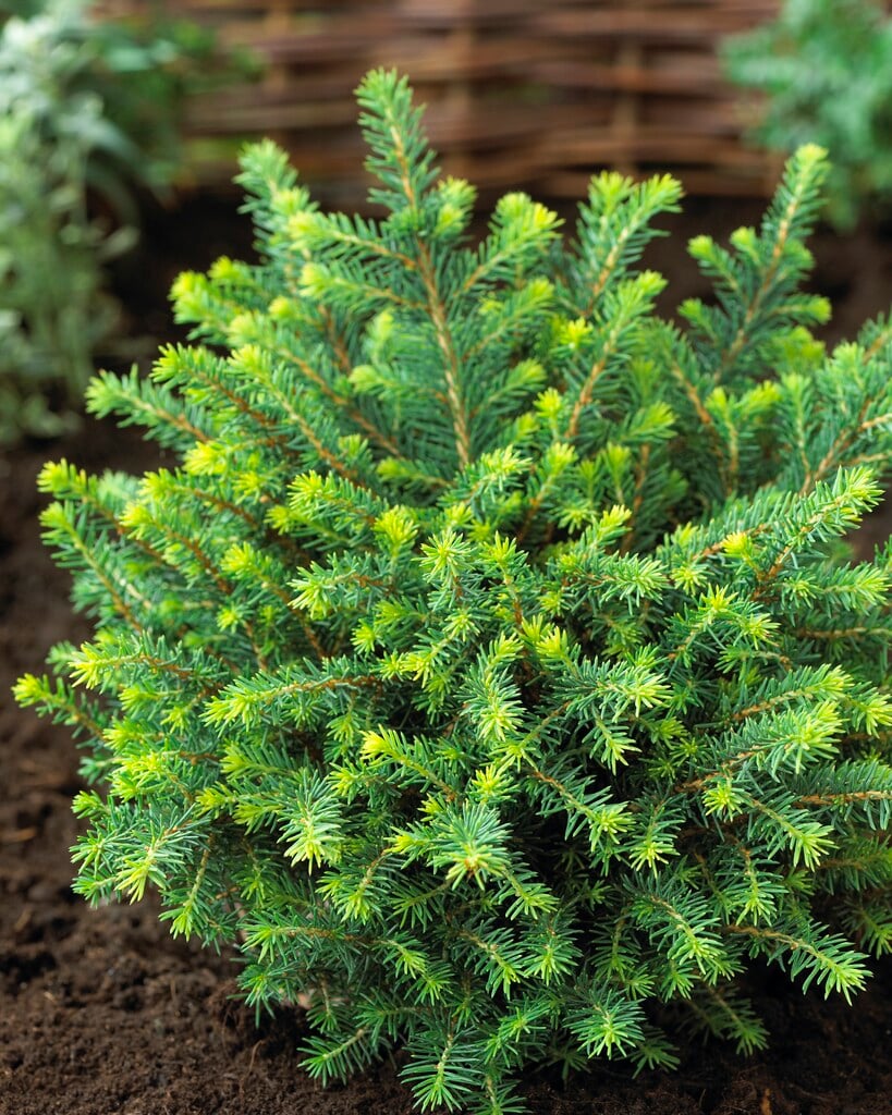 Siberian spruce 'Karel'