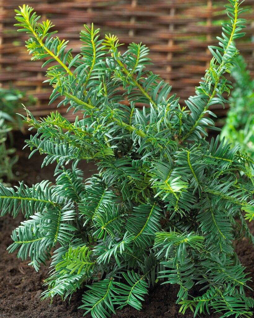 thuja smaragd im container Thuja "Smaragd" (80 - 100 cm) im groem Topf Sale%