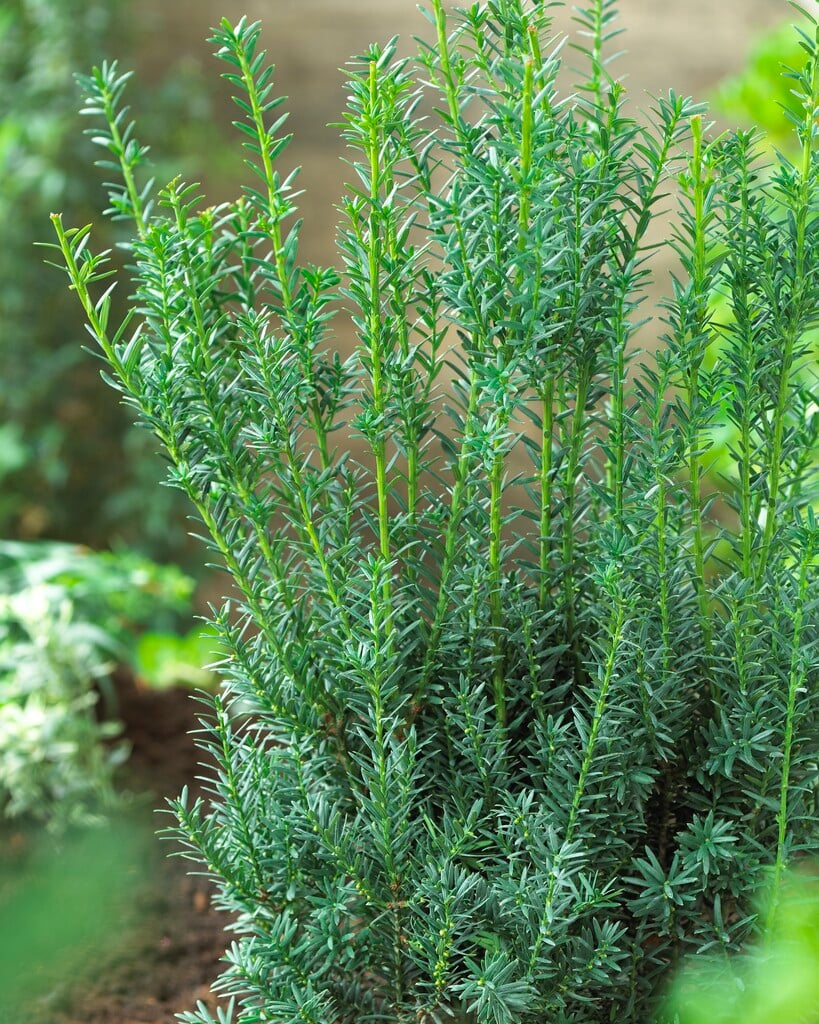 <i>Taxus</i> × <i>media</i> 'Hillii' (m)