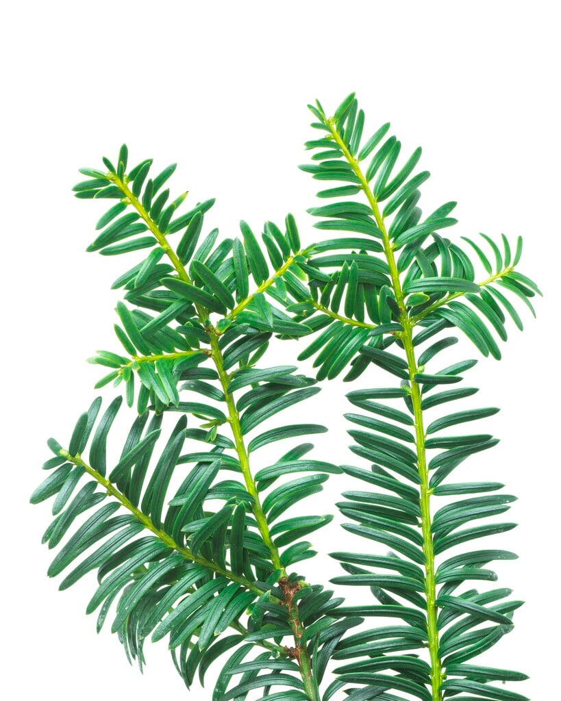 yew 'Summergold'
