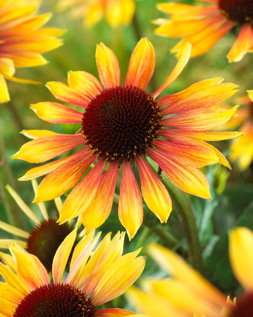 coneflower [Evening Glow]