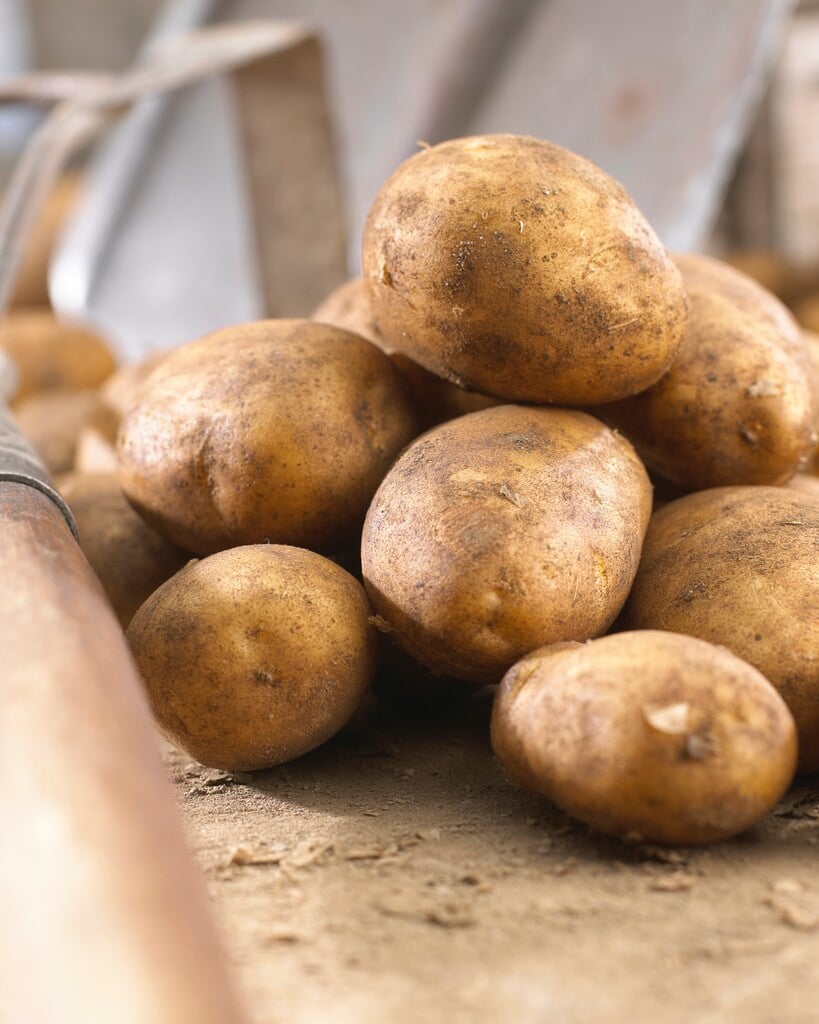 potato 'Piccolo Star'