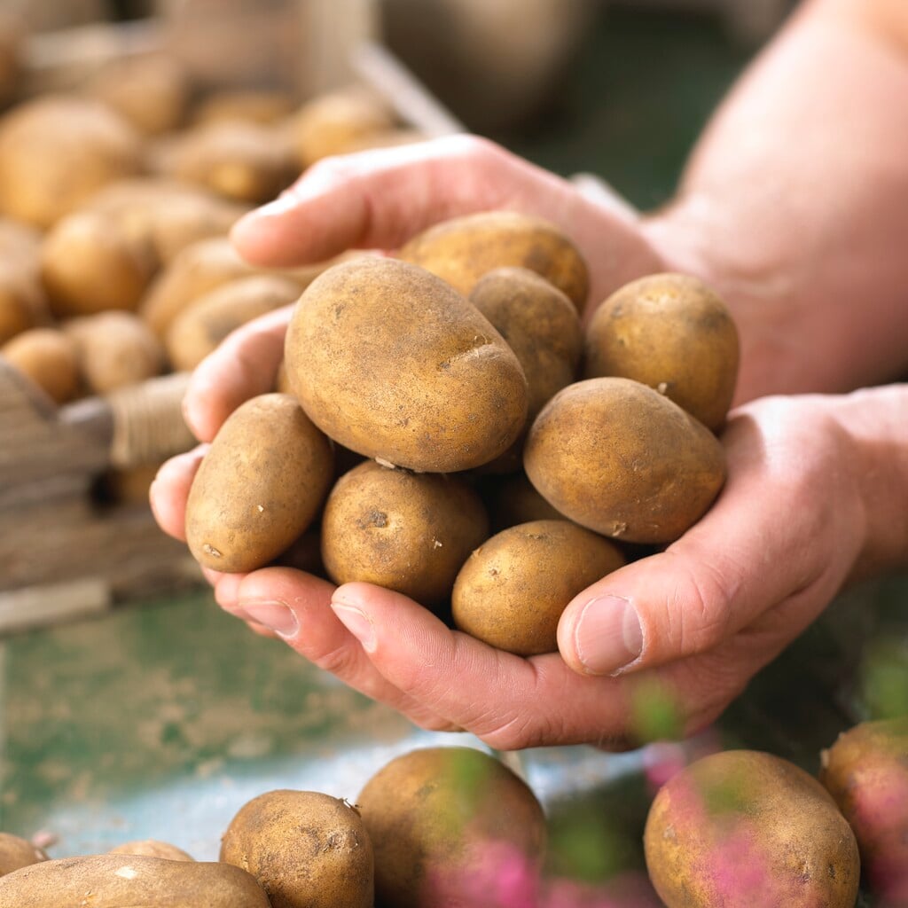 potato 'Piccolo Star'