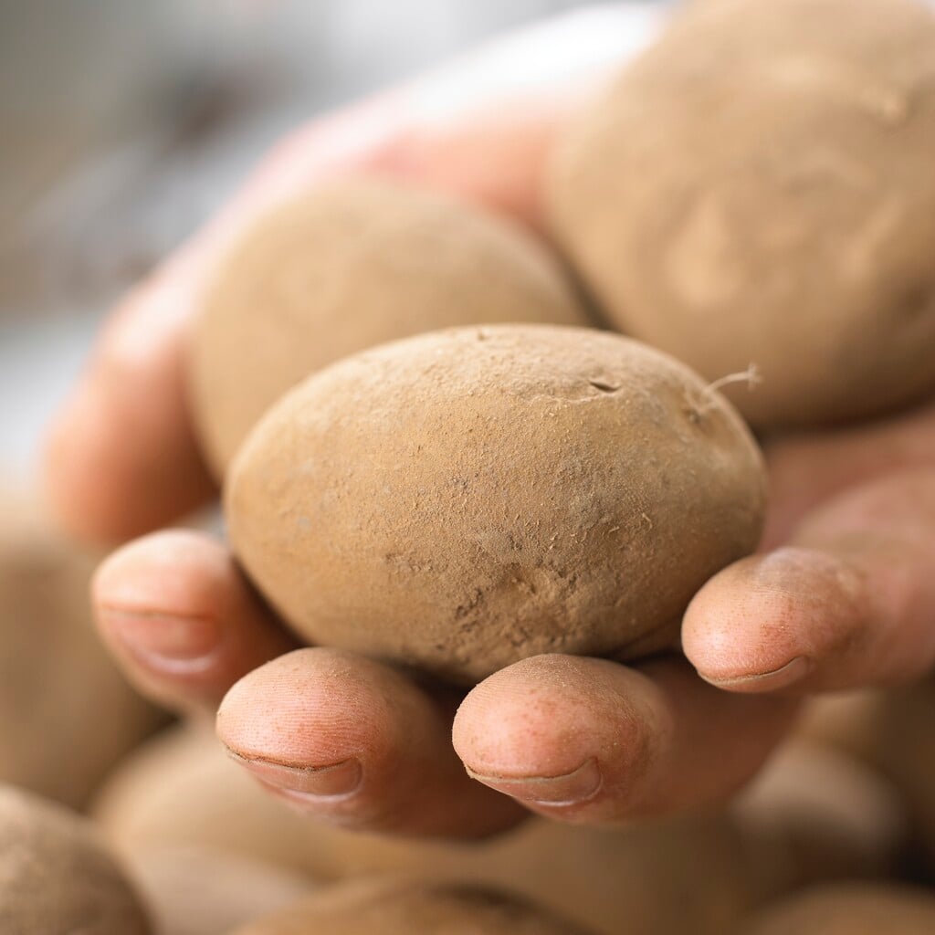 potato 'Casablanca'